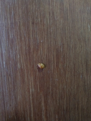 Neocalvia anastomozans