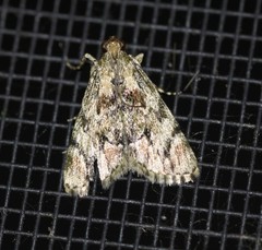 Enchesphora recurvalis