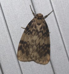 Hectobrocha subnigra