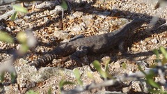 Ctenosaura macrolopha