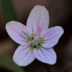 Claytonia virginica