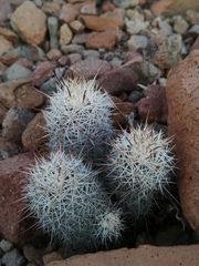 Mammillaria schumannii