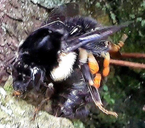 Mesoamerican Bumble Bee photo 5
