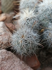 Mammillaria schumannii