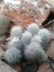 Mammillaria schumannii