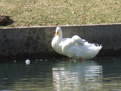 Anas platyrhynchos domesticus