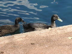 Anas platyrhynchos domesticus