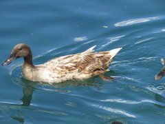 Anas platyrhynchos domesticus