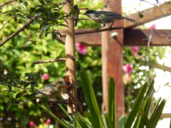 Microspingus cinereus