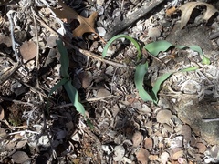 Chlorogalum grandiflorum