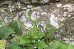 Trachystemon orientalis