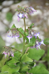 Trachystemon orientalis