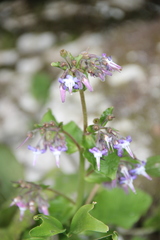 Trachystemon orientalis