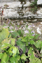 Trachystemon orientalis