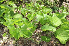 Trachystemon orientalis