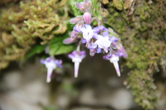 Trachystemon orientalis
