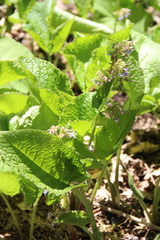 Trachystemon orientalis