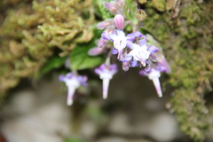 Trachystemon orientalis