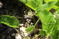 Trachystemon orientalis