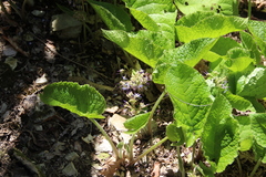 Trachystemon orientalis