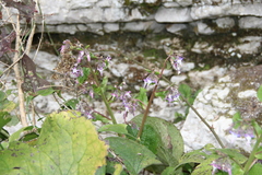 Trachystemon orientalis