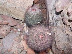 Mammillaria petrophila arida