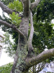 Elaeodendron orientale