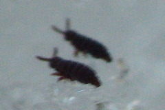 Ceratophysella sigillata
