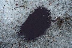 Ceratophysella sigillata