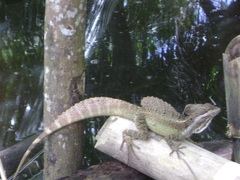 Basiliscus basiliscus