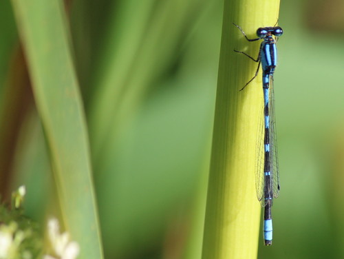 Tule Bluet (Enallagma carunculatum), a species recorded in Oregon