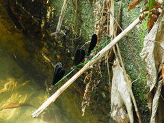 Atrocalopteryx atrata