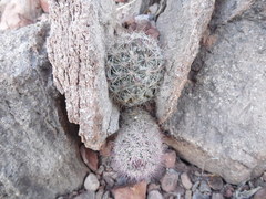 Mammillaria petrophila arida