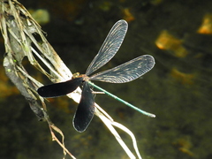 Atrocalopteryx atrata