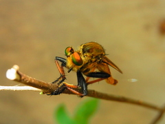 Cophinopoda chinensis
