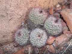 Mammillaria petrophila arida