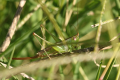 Conocephalus doryphorus