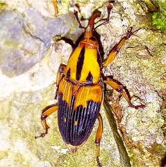 Metamasius sericeus