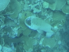 Epinephelidae