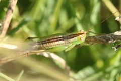 Conocephalus doryphorus