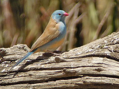 Uraeginthus cyanocephalus