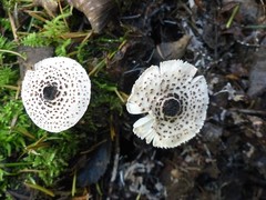 Lepiota felina