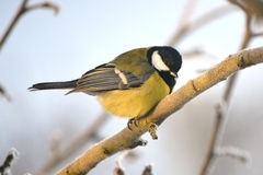 Parus major