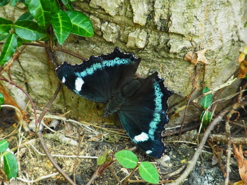 Blue Admiral photo 4