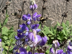 Bombus melanopygus