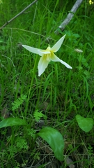 Erythronium multiscapideum