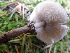Lepiota felina