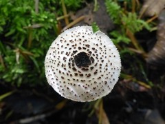 Lepiota felina
