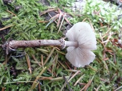 Lepiota felina