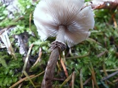 Lepiota felina